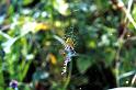 Argiope_bruennichi_P1465_Z_90_Les Gris_Frankrijk